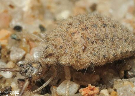 沙牛是什么,沙牛是什么品种的牛