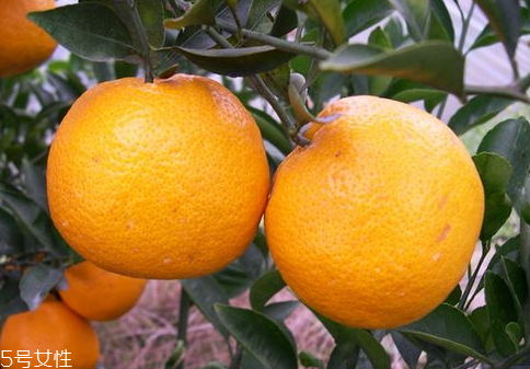 维维豆奶粉的热量,一包豆奶粉的热量