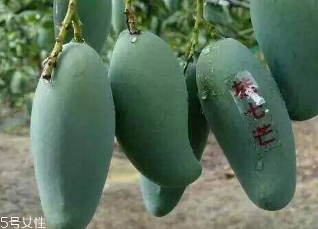 芒果适合什么季节种植,芒果什么时候种植最好