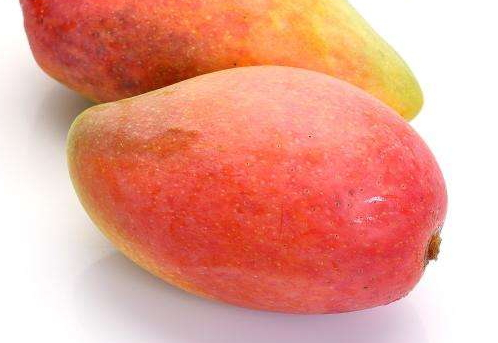 金煌芒的特点,金煌芒的特点描述 金煌芒的特点,金煌芒的特点描述