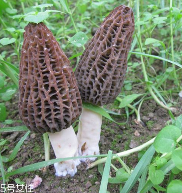 羊肚菌怎么样洗干净,羊肚菌今日价格