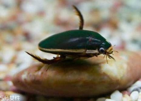 龙虱为什么那么贵,龙虱价格为什么那么贵