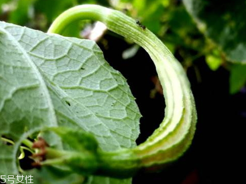 八棱瓜的吃法,八棱瓜的做法大全