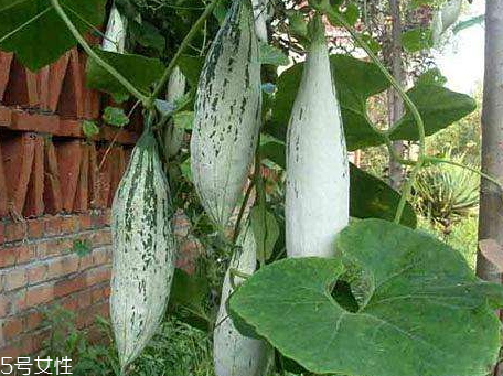 怎么炸酥肉又酥又脆,炸酥肉用什么油最好