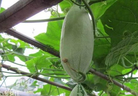 炒酸奶哪里的特色,炒酸奶是哪里的小吃