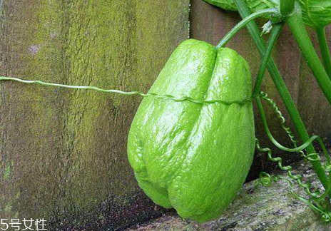 佛手瓜种植方法和时间,佛手瓜什么时候种最好 佛手瓜种植方法和时间,佛手瓜什么时候种最好