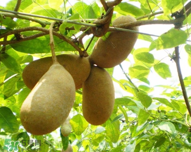 孕妇可以吃八月瓜吗?,孕妇可以吃八月瓜吗两个月 孕妇可以吃八月瓜吗?,孕妇可以吃八月瓜吗两个月