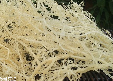 鹿角菜怎么处理,干鹿角菜的食用方法