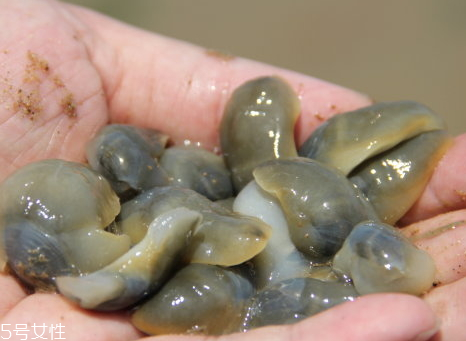 泥螺怎么保存,瓶装泥螺怎么保存