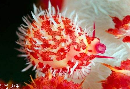 海兔怎么吃比较好,海兔怎么吃有去掉的地方吗