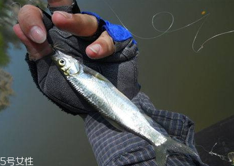 白条鱼的营养价值及功效,白条鱼的营养价值