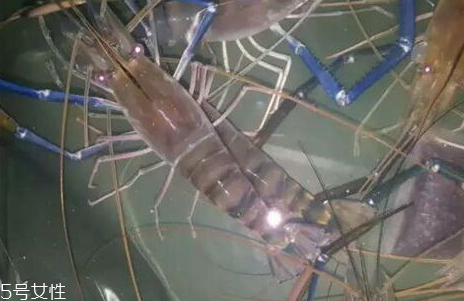 罗氏虾怎么去掉内脏,罗氏虾怎样去内脏图解