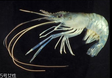 罗氏虾一年四季都有吗,罗氏虾什么季节都有吗