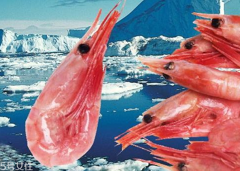 北极虾可以放多久,北极虾放常温可以放多久