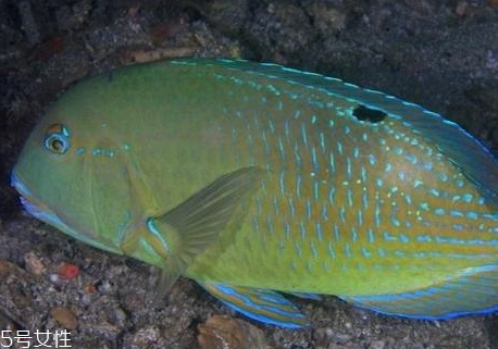 水煮荷包蛋是冷水煮还是热水煮,水煮荷包蛋是用开水还是冷水 水煮荷包蛋是冷水煮还是热水煮,水煮荷包蛋是用开水还是冷水