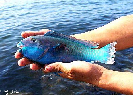 青衣鱼是什么鱼,黄衣鱼青衣鱼是同一种吗