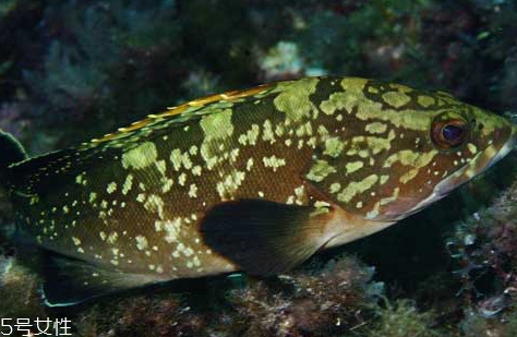 老鼠斑是什么,老虎斑和老鼠斑