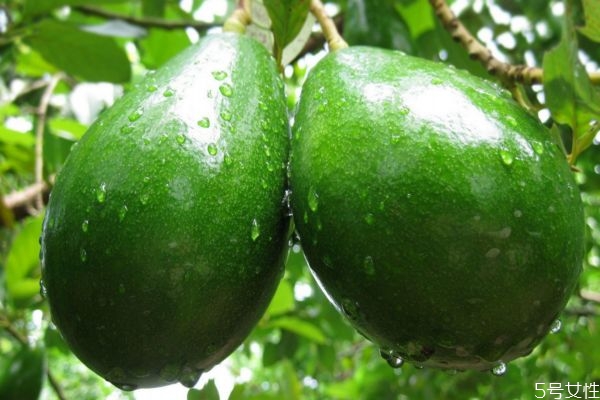 牛油果丰胸多久吃一次,牛油果丰胸多久见效