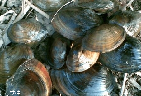 河蚌营养成分表,河蚌有什么营养