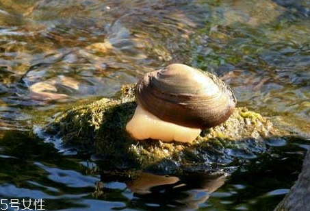 死了的河蚌还能吃吗?,吃河蚌的好处和坏处