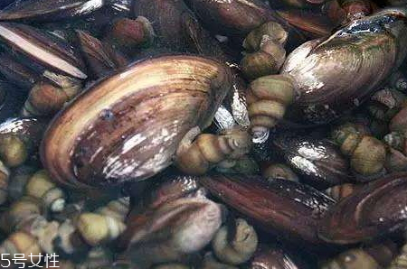 河蚌哪些部位能吃,河蚌哪里可以吃图解