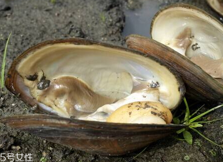 河蚌的营养价值及功效,河蚌的营养价值小孩能吃吗