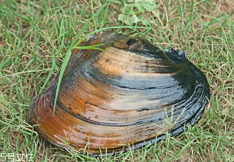 孕妇能吃河蚌吗?,孕妇能吃河蚌吗初期