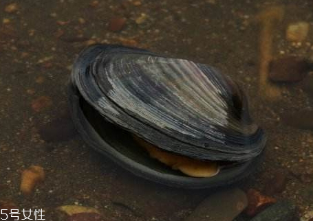 发物的危害,发物对身体有什么影响