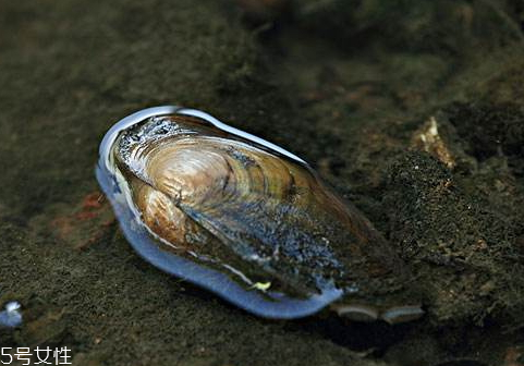 河蚌里面的黑东西能吃吗,河蚌中间黑黑的是什么