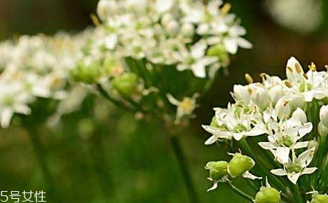 韭菜花的功效和作用禁忌,韭菜籽的作用和功效 韭菜花的功效和作用禁忌,韭菜籽的作用和功效