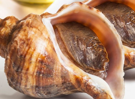 花螺的底部可以吃吗,花螺底下能吃吗