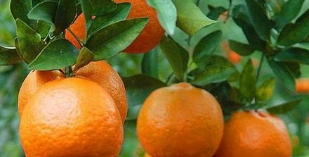 椪柑和橙子的区别,柑橘和橙子的区别