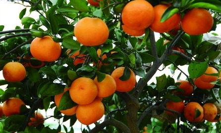 椪柑的功效和作用禁忌,多吃椪柑的好处