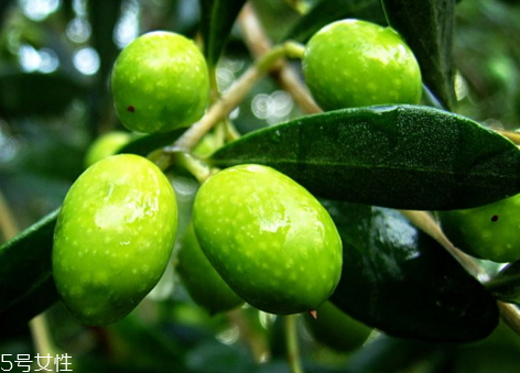 橄榄果泡酒方法,橄榄果泡酒的正确泡法