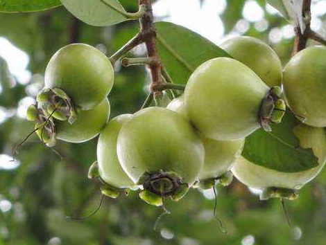 蒲桃的功效和作用及食用方法,桃胶的功效和作用及食用方法