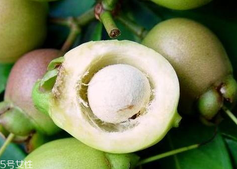 水蒲桃怎么吃,水蒲桃图片功效