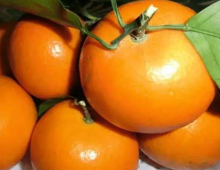 沃柑是热性还是凉性水果,沃柑是橘子还是橙子?沃柑是热性还是凉性