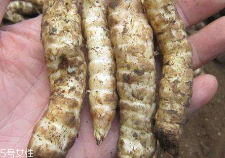 虫草参怎么吃法,虫草参怎么吃效果最好