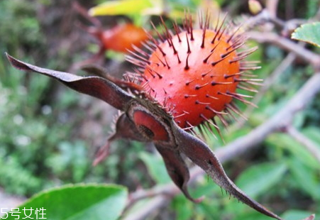 金樱子泡水方法,金樱子如何泡水好