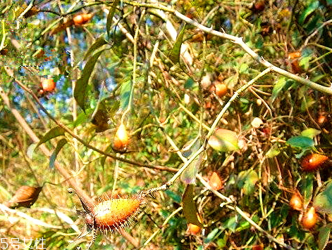 金樱子怎么吃法,金樱子怎么吃法更好 金樱子怎么吃法,金樱子怎么吃法更好