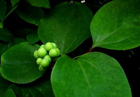 九牛力和牛大力的区别