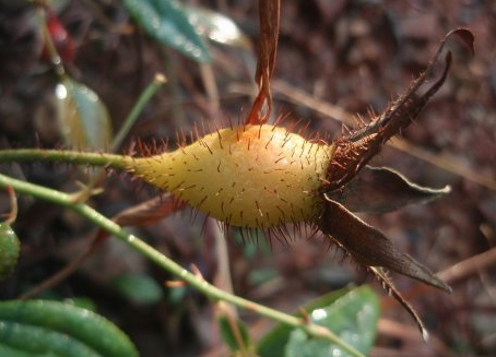 金樱子营养成分表,金樱子成分及含量