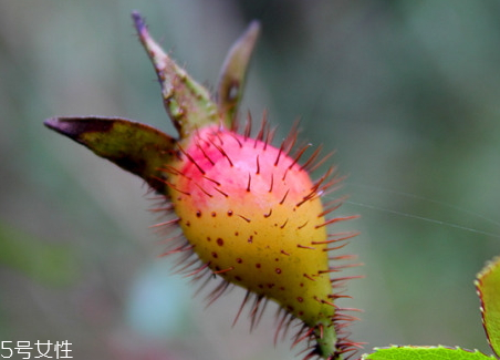 炸鸡架加盟,炸鸡架的锅