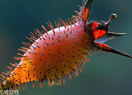 金樱子发霉了还能用吗,樱桃发霉还能吃吗