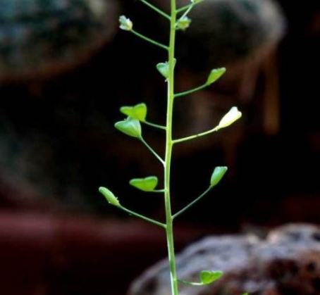 地菜花煮鸡蛋的作用,地菜煮鸡蛋的功效和作用