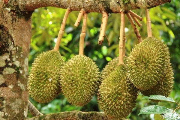 榴莲吃着酸是不是坏了,榴莲吃起来有点酸是坏了吗