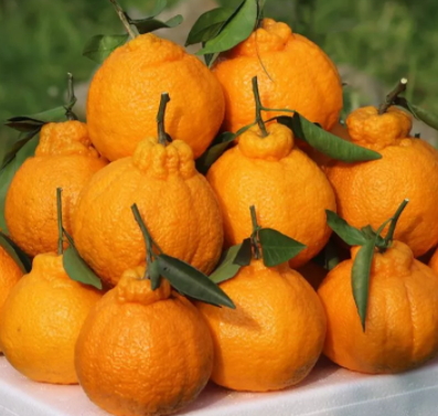 不知火吃了会上火吗,不知火有用吗