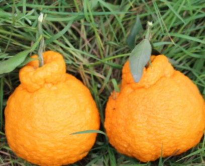 四川耙耙柑上火吗,春见耙耙柑上火还是降火 四川耙耙柑上火吗,春见耙耙柑上火还是降火