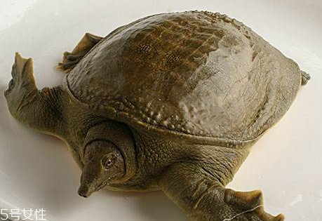 野生甲鱼咋杀,野生甲鱼怎样宰杀视频