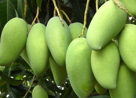 芒果树的生长周期,芒果树的生长过程